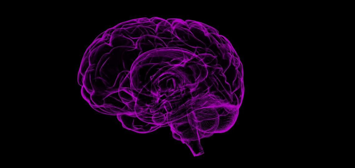 Brain