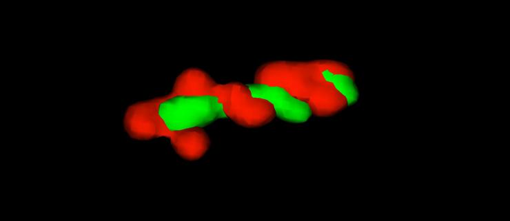 Left (red) and right (green) chromosome arms in E. coli.