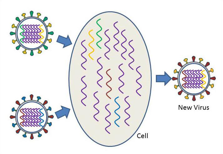 Reassortment of the genetic material of two different influenza subtypes within an infected cell to produce a new virus subtype.