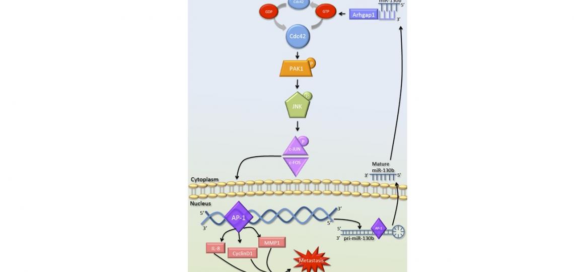 2) Summary diagram of miR-130b /CDC42/PAK1/AP-1 oncogenic, positive feedback loop in Ewing sarcoma.