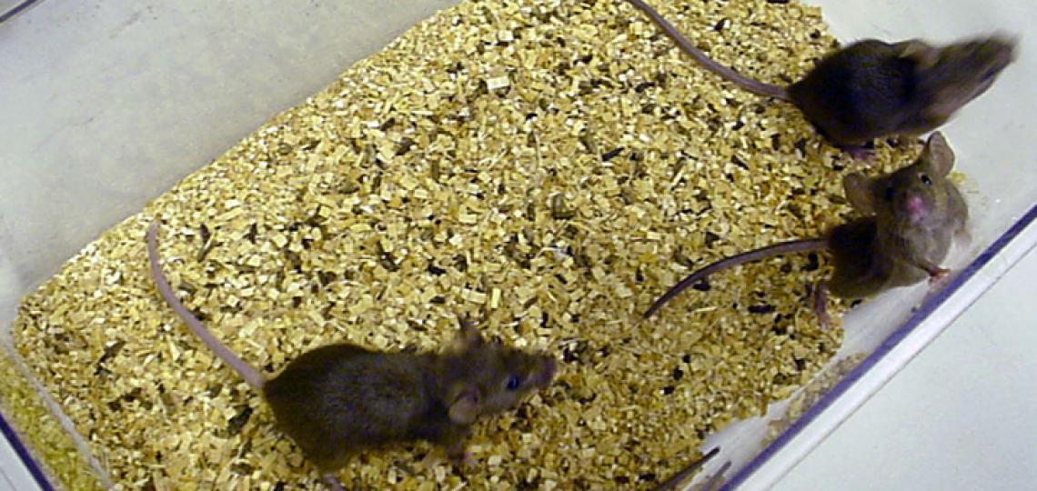 Mice